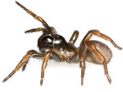 La myrmekiaphila neilyoungi